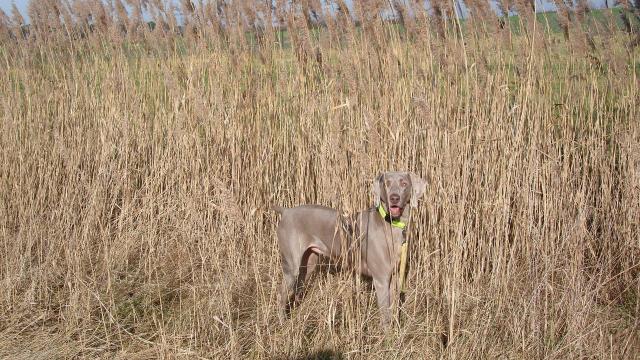 Young Sage Hunting